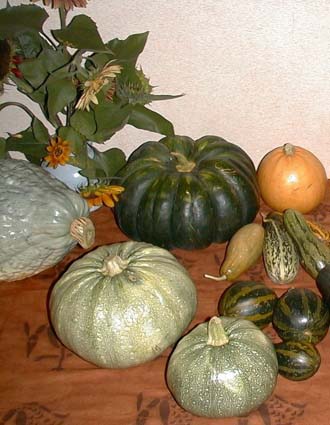 Famille de Cucurbitacs (origine Europe)